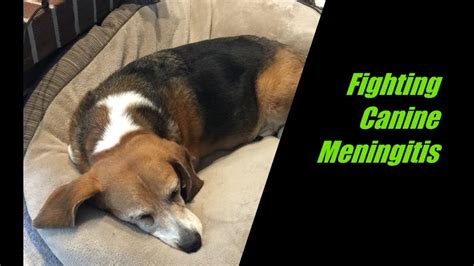 what are the symptoms of meningitis in dogs